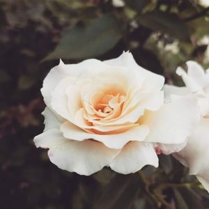 Meet your Posher, Kaiya m